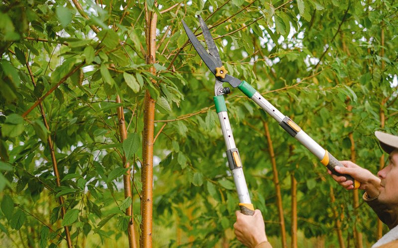 Tree trimming in Unadilla, NE